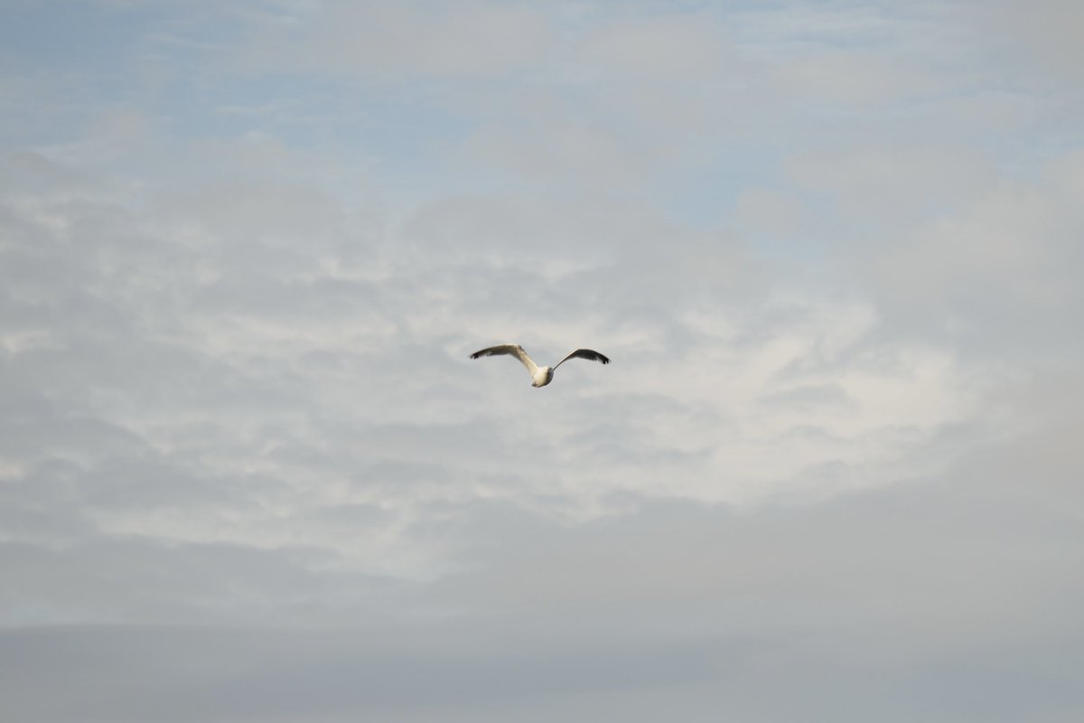 CaptainUsman's tweet photo. Just had a magical encounter with a seagull in mid-flight 📸🐦 Capturing nature’s elegance up close. 🕊️
#SeagullInFlight #BirdPhotography https://t.co/u3p8I4lZLP