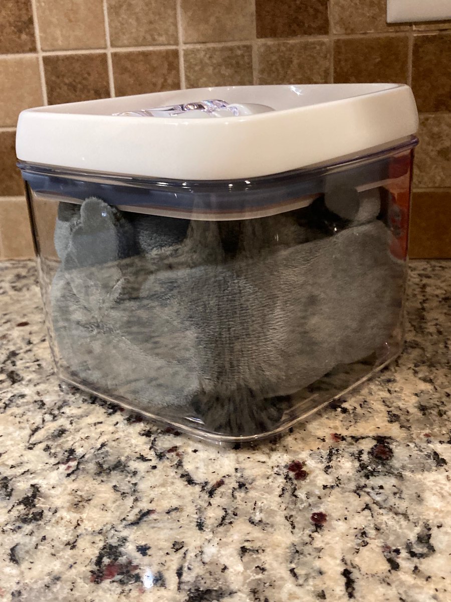 AnimalBio608's tweet photo. @PointCrow  I heard you took notice of the images of doodle in a blender, in an air fryer, and a lit stove in the discord..
Well i'm happy to say that i am the proud owner of those doodles (Doodle and Oodle)
I love them very much!! They're silly ✨ https://t.co/fQRQUg256Q