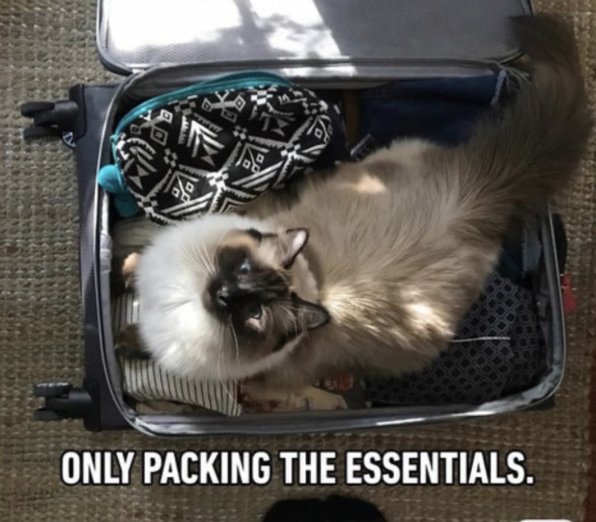 dcd728's tweet image. When #kitty thinks they going on #trip with you! #Packme #bonvoyage #letsgo