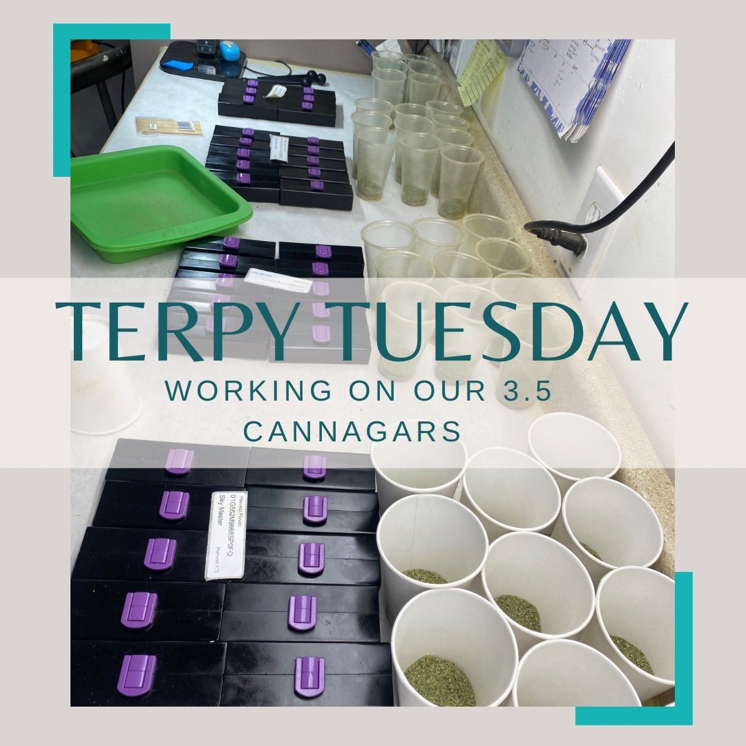 #TerpyTuesday
3.5g Cannagars made to order & enhanced with our blond kief blend ✨