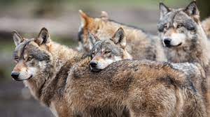 echeuk360's tweet photo. I found it interesting that the social structure of wolf packs makes them vulnerable to human disruption. Killing breeding wolves/pack leaders can ruin wolves' reproduction and survival. This shows how connected wolf population dynamics are with human actions.
#WhatIlearnedinWR60 https://t.co/1unOjuSHcA
