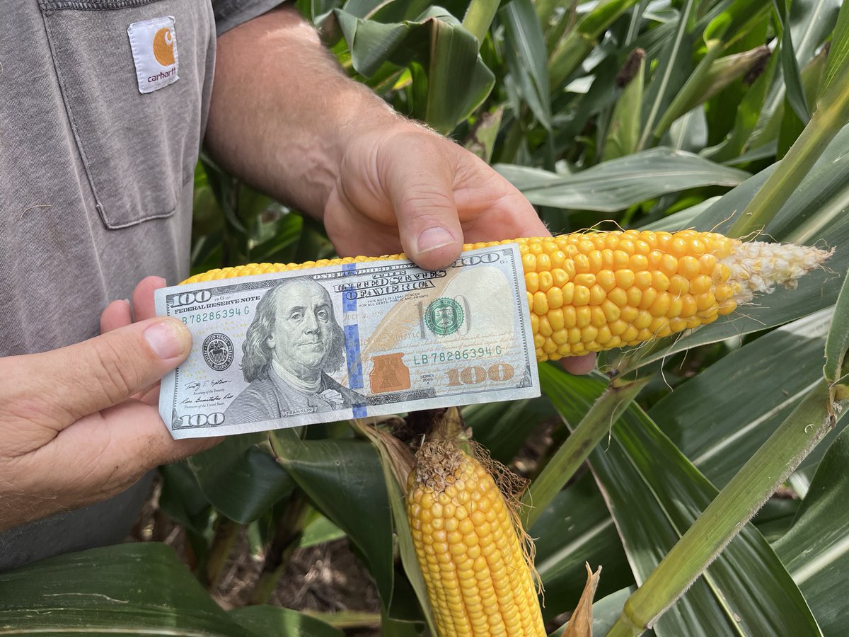 #DEKALB makes the dollars and we hope you get it by the hundreds 😎💵

Powerhouse hybrid, DKC68-35, is ready be a yield leader again this harvest season! 🌽👏🏻

@Asgrow_DEKALB 

#Grow23 #CornThatPerforms #BayerUp