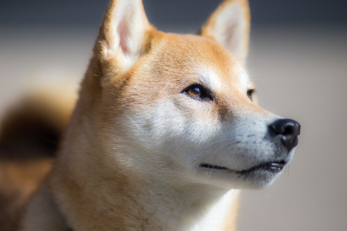 ShibCoin_Eth's tweet photo. Patience is a virtue. Not everyone can be patient. Those who are patient will reap their rewards.

$SHIB #ShibaInu https://t.co/i5neYUe1GI