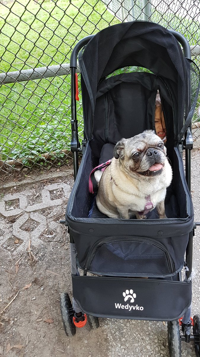 #DogsOfTwitter #Pugsoftwitter #pugs #zshq #theruffriderz 
Missy here, at Toronto's High Park in my new stroller! I don't need it all the time, just for long walkies😀