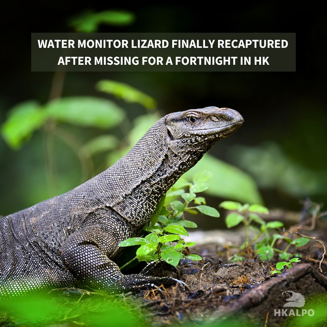 HongKongALPO's tweet photo. A 1.5m long #watermonitorlizard named Aberdeen which had escaped for over a fortnight, was captured over the weekend in #HongKong . The lizard, an ambassador for Kadoorie Farm and Botanical Garden was found sunbathing in a nature reserve. 

Read: https://t.co/D56EjpnAxF https://t.co/JKanTVdzGH