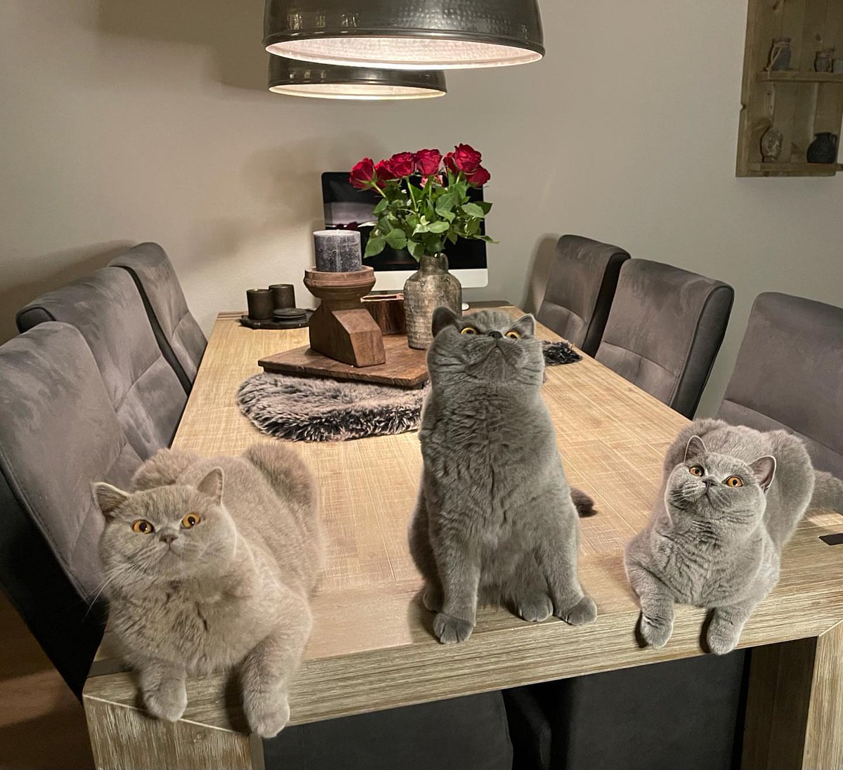 Home sweet dreams home visit
😍🥰😍😘😍🥰😊☺️ luxuriousbritishshorthair.com
#cats #kitten #animal
#stantwitter #twitterlucu #recehkantwitter #twitterthreads #blacktwitter #bnhatwitterau #btstwitterupdate #twitterthread #twittermemes #twitter懸賞 #twittermeme #ayattwitter #intags