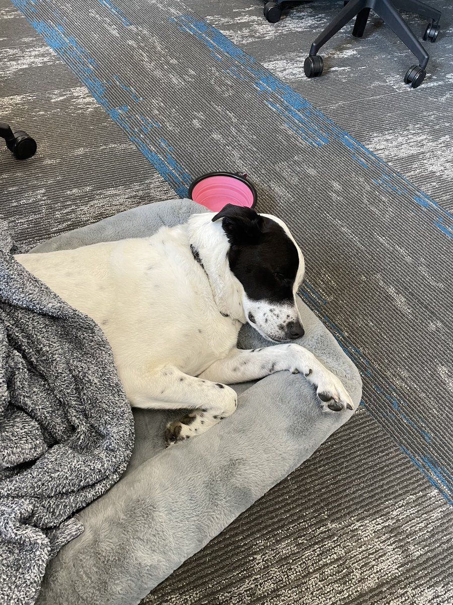 mw_callahan's tweet image. Snug as a bug in a rug today at the office. 😴 #dogsofamazon