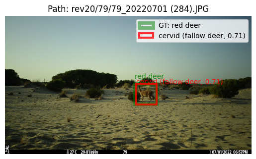 Thrilled to share my first hierarchical model version! 🎉 In the image, a red deer was initially labeled as fallow deer but didn't quite meet the score threshold. It confidently ascended to the 'cervid' category, gaining certainty. A leap forward in classification accuracy!🦌🔍