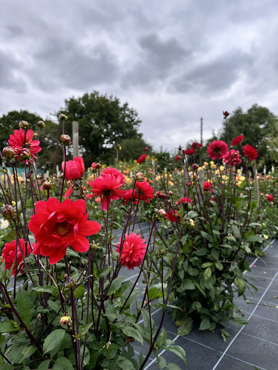 iDweeen's tweet photo. Choose what makes your heart bloom❣️ https://t.co/kGJlXAIHj5