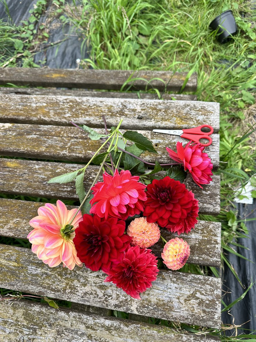 iDweeen's tweet photo. Choose what makes your heart bloom❣️ https://t.co/kGJlXAIHj5