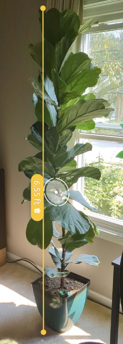 Weird flex, but this is the most successful houseplant that I've grown. I'm proud of it and have to share. I bought it from Wally World in the Spring of 2021, when it was around a foot tall. The smart soil moisture sensor is a recent addition but has been extremely helpful!