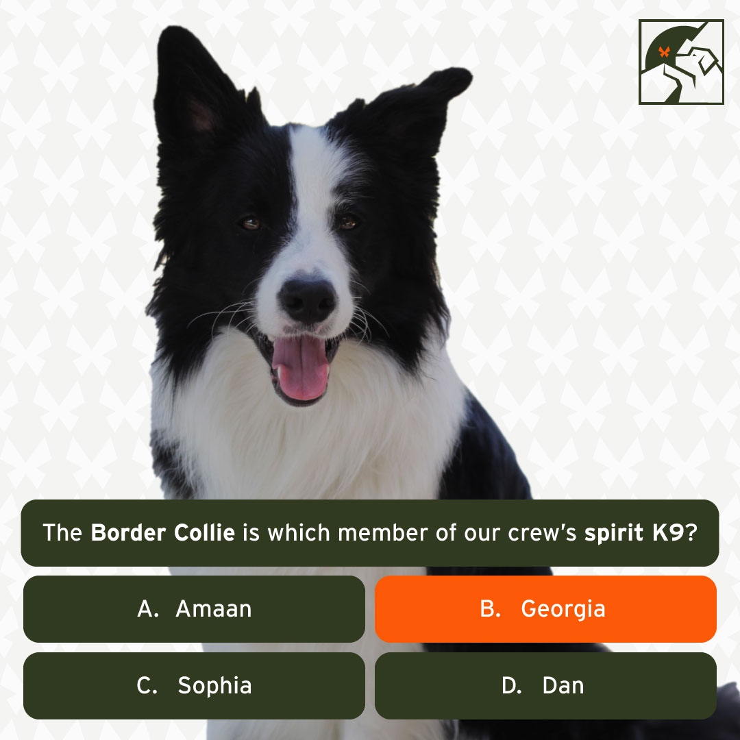 Can you guess which member of our crew has the Border Collie as their spirit K9? 

It’s our brilliant K9C Guide, Georgia!

#bordercollies #k9concierge #bordercollie #spiritanimal #dogwalkers #dogwalker #northernbeaches #sydneylocal #sydney #dogsofinstagram #dogsofsydney