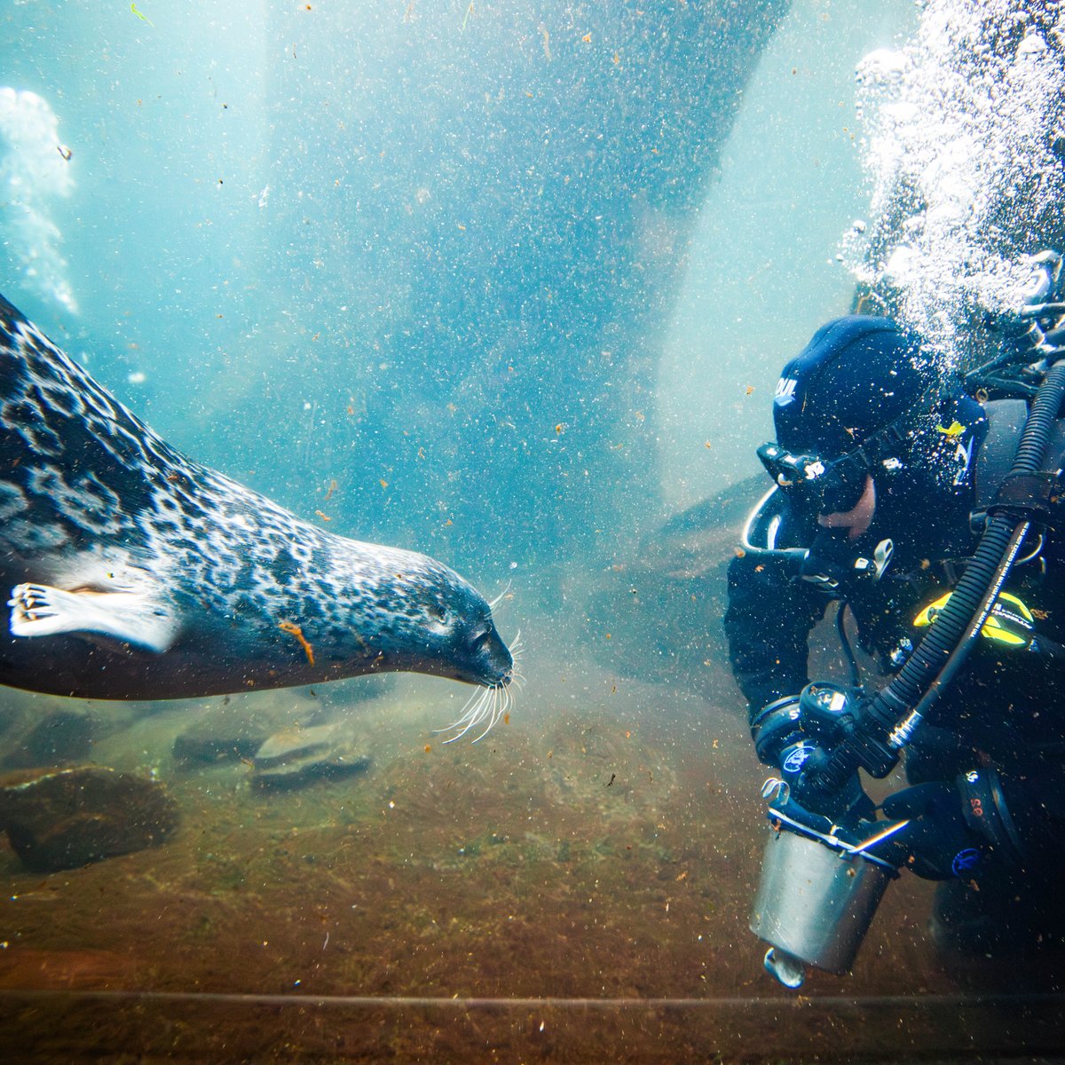 Diving with ringed seals 💙

'Training Spencer  underwater opens the door for so many more opportunities to maintain his health and care.' 

- ASLC Mammalogist Shelby