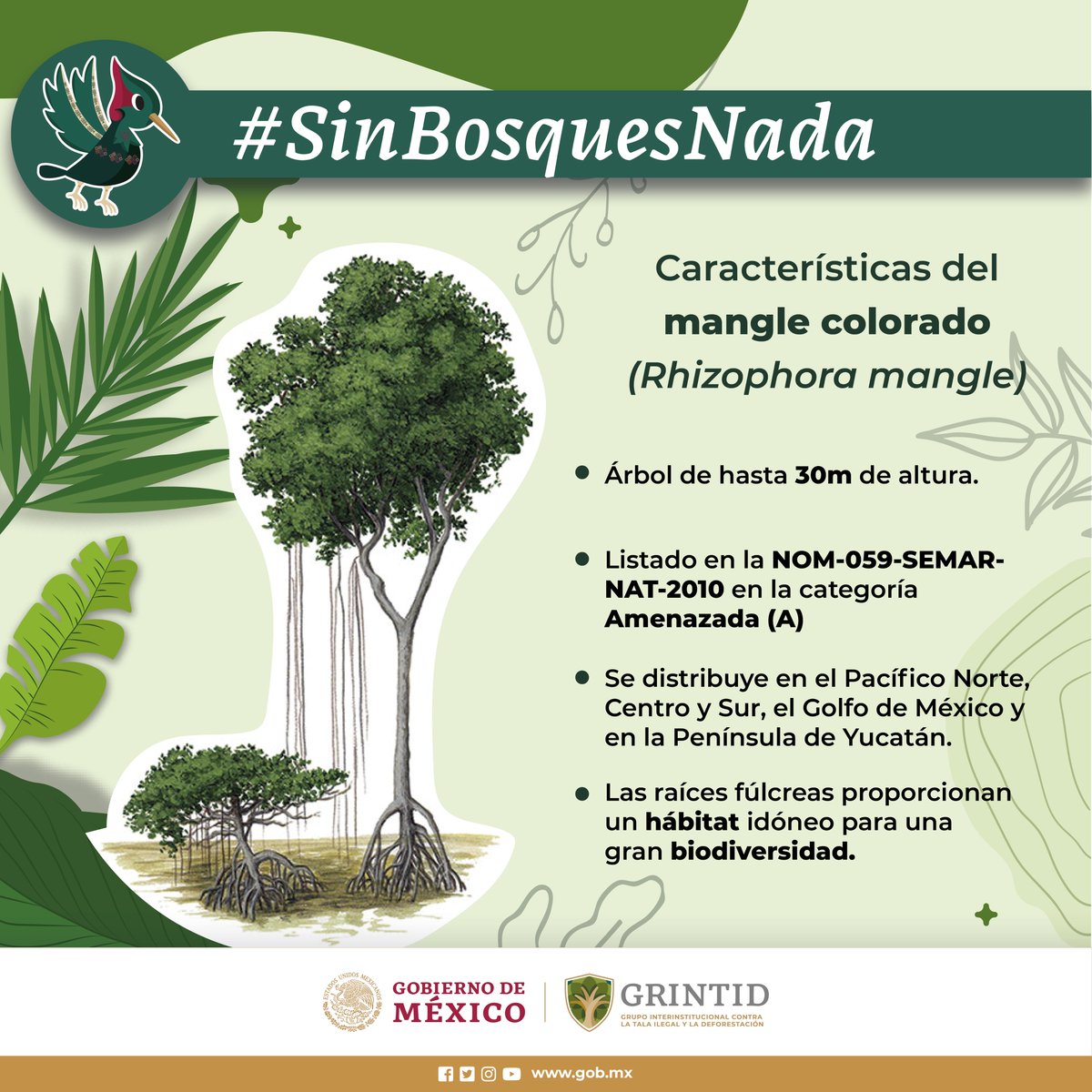 CONANP_mx's tweet image. En 🇲🇽 predominan cuatro especies de mangle, entre ellos el #MangleRojo (Rhizophora mangle), un árbol que alcanza hasta 30 metros de altura y que tiene una copa redondeada. 🌳

¡Conoce más datos sobre esta especie! #PorLosBosques #ConservarParaVivir #SinBosquesNada 🌼🌿🌊🦀🐟🐦🐢