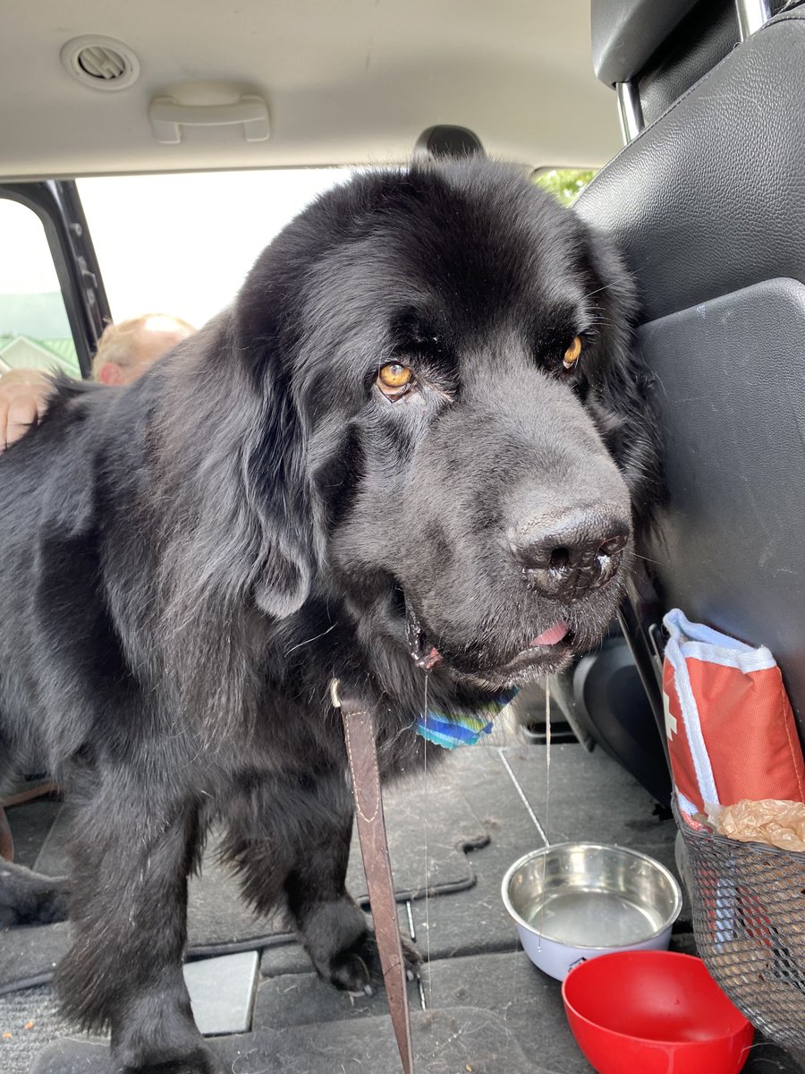 I added a little bonus drool for the ladies for my #TongueOutTuesday. #Archie #rescuedog #newfie #drool #DogsofTwitter #AdoptDontShop #endpuppymills