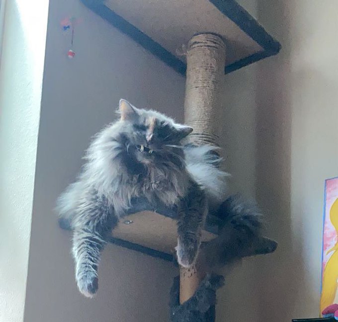 i know you guys wanna see ass and titties but look at this picture i just got of Kickapoo https://t.