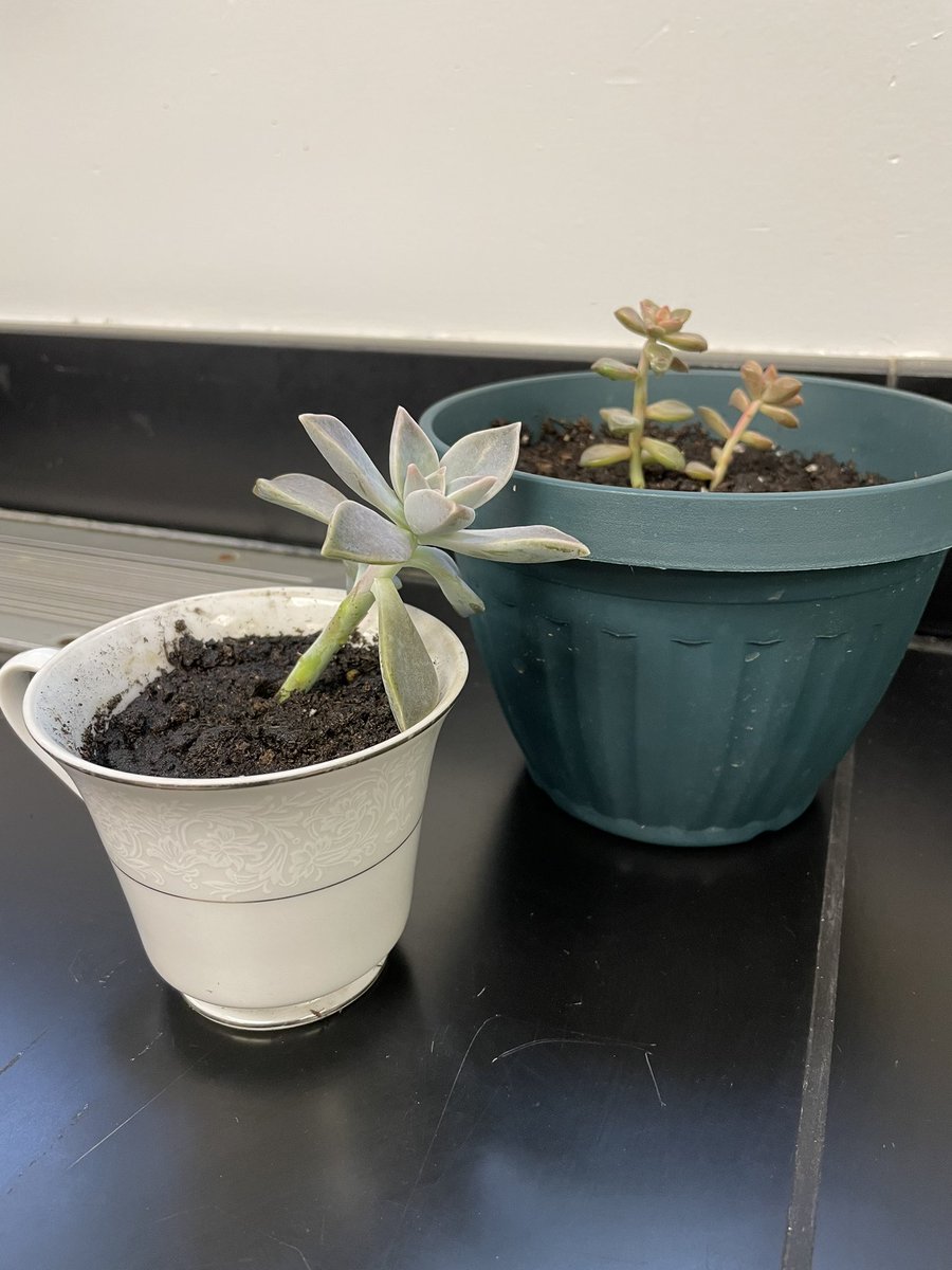 cpsmyers's tweet photo. Yesterday @MrsBess_SS stopped by with a surprise plant for me! She also put one in a tea cup for a student I have that loves the plants in my room. It was a heart warming moment for everyone involved! #cpsbeat #connections https://t.co/McgX0X6UlZ