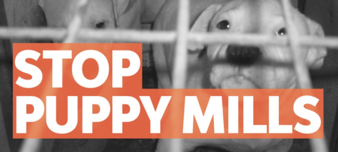 marisaakhurana's tweet photo. Before this class, I never knew how big of a problem puppy mills were; there are ~10,000 in the U.S. 
#WhatILearnedinWR60 https://t.co/4Hu2tEpNAS