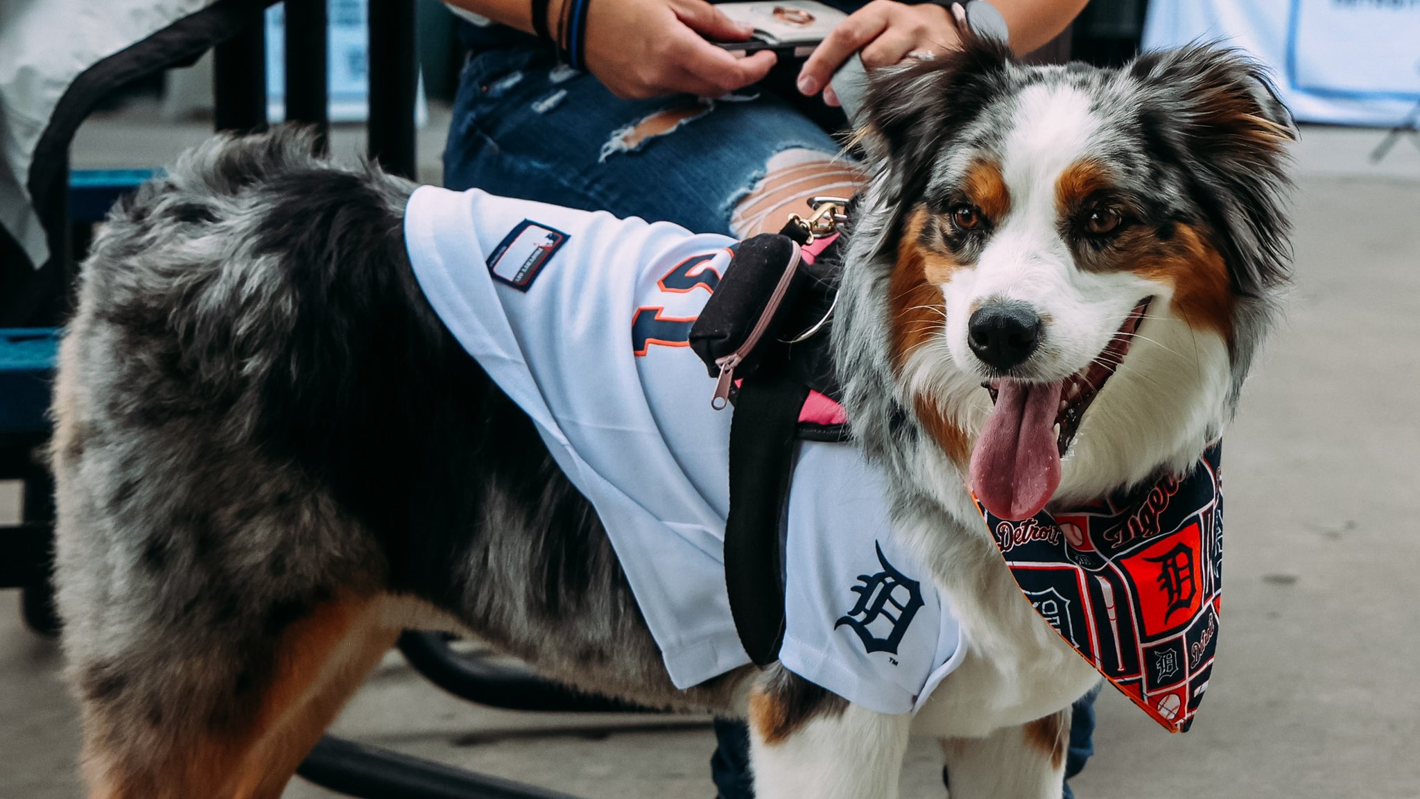 Detroit tigers 2025 dog bandana