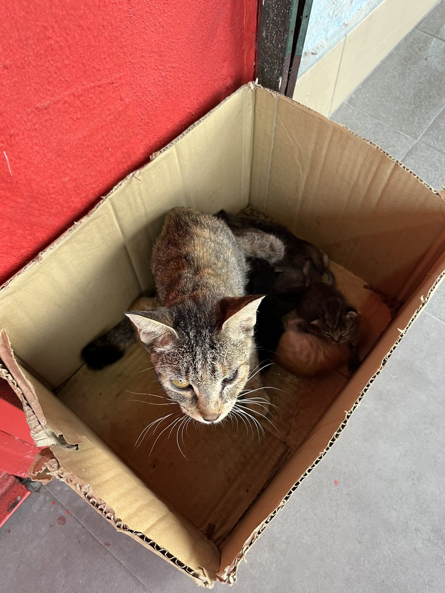 NabilahZambri's tweet photo. hi is anyone available to help take these babies and their mama as well 😭 ada org buang di depan Kedai Dobi, ibu nya kurus macam tak sihat sgt. Pls help! Hrp ada yg willing nk adopt 🙏🏼  @yemmeow @cats_rehome @kucingjalananMY @tattyhassan 

Lokasi : Jalan Teratai Puchong Perdana https://t.co/jUllf4xr6n
