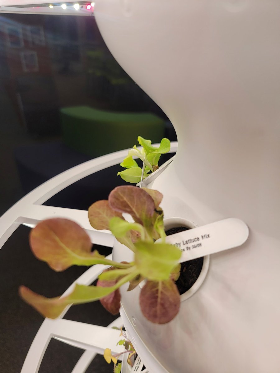 We now grow lettuce in the library!  A unique avenue of STEM exploration begins today.  Lunch will be served in 3-5 weeks!  🤣
<a href="/lettuce_grow/">Lettuce Grow</a> 
<a href="/CenturyWildcats/">Century Junior High</a> 
<a href="/OSD135/">Orland District 135</a>
