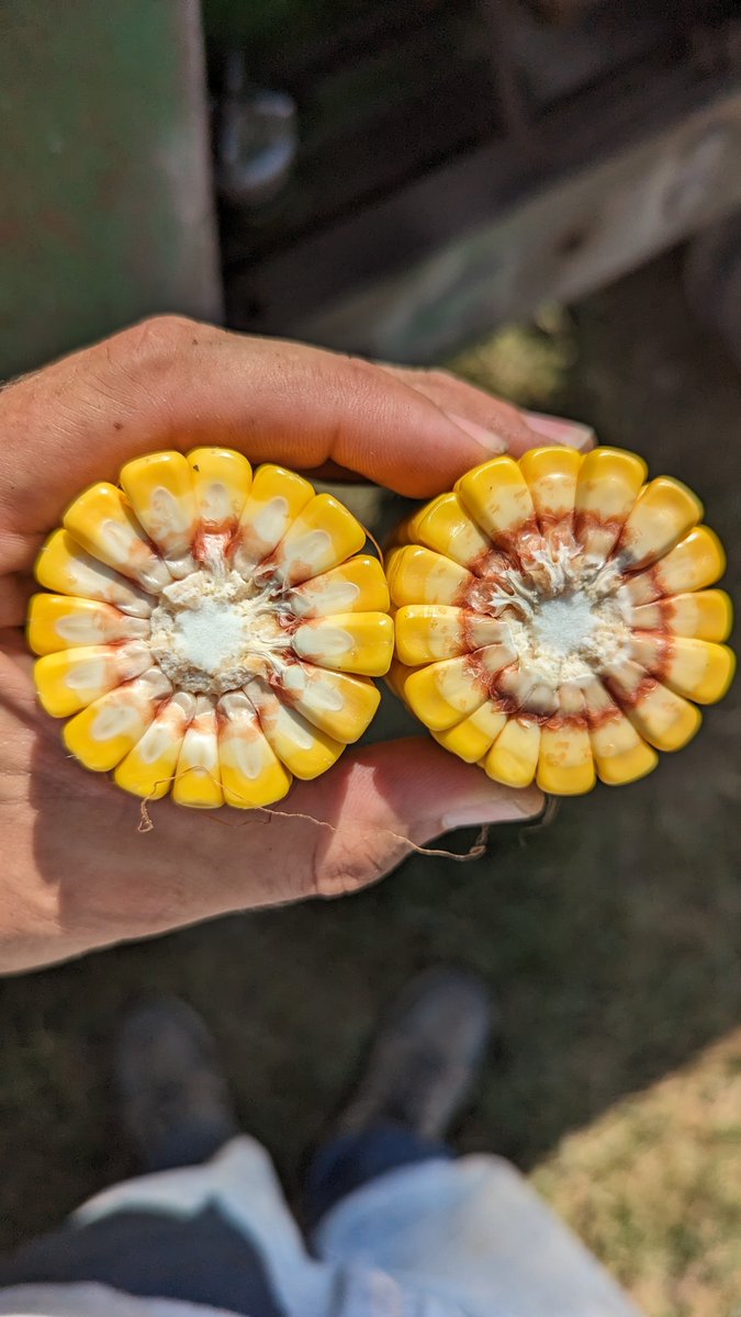 Probably not supposed to show this.  Hog manure for early N, 20 gal of 32% at sidedress and been super dry.  Small kernels.  Planted May 11th.