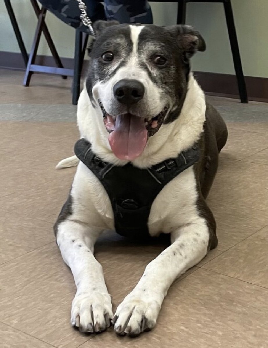 Adopted for just four months and discarded for “housing”, Max Keeble 179967 is now TBK Thursday in NYCACC. A quiet and calm 10 year old who’s now terrified, devastated and anxious. He arrived just August 24 to be placed immediately TBK. He needs a Northeast family with kids age