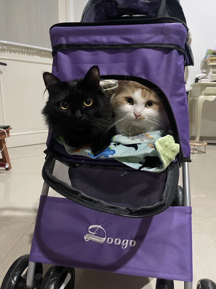 halo aku kucing tweet media