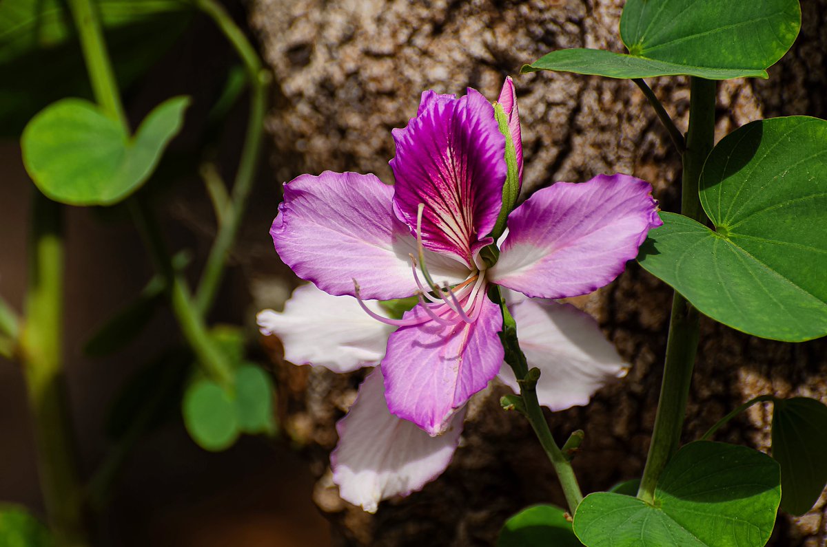 #flowers  #flowerphotography #photography #naturesbeauty #gardenstyle #gardens #macroflower #purpleflower #outdoorphotography #NaturePhotograhpy