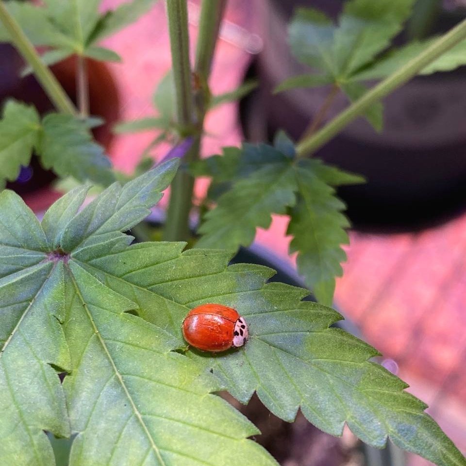 When I tell people I came here to be a healer they laugh at me... 
💚🙏
I thank them for the strength to keep going.
God is Great.
#beyondorganic #nongmo #permaculture #notill #veganic #livingsoil #biodynamic #onelove