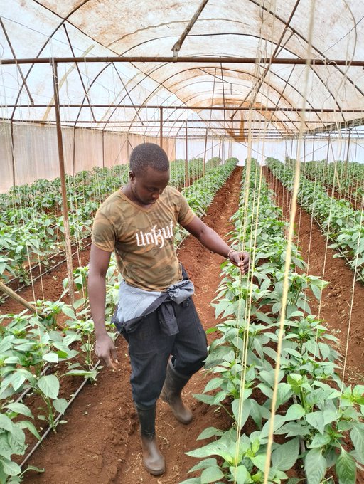 NIYIGENASamuel9's tweet photo. Farming's future is here, and it's high-tech!
Let's sow the seeds of innovation to conquer challenges like poverty, hunger, and climate change.
Embracing technology isn't just a choice, it's a necessity for bountiful harvests and a sustainable planet. #TechFarmers https://t.co/QJilamiesu