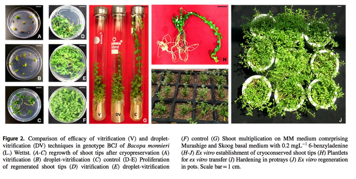 Glad to share our paper on "Development of an improved and simple shoot tip cryoconservation protocol for cryobanking of Bacopa monnieri germplasm"  'In Vitro Cellular &amp; Developmental Biology - Plant' developed <a href="/INbpgr/">ICAR-NBPGR</a>  
Thanks to all authors. doi.org/10.1007/s11627…