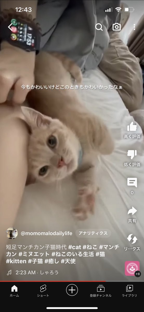 momomalodaily's tweet photo. マロンの子猫時代です。いやーほんまにかわいい

短足マンチカン子猫時代 #cat #ねこ #マンチカン #ミヌエット #ねこのいる生活 #猫 #kitten #子猫 #癒し #天使 https://t.co/tuzdvhZOst @YouTubeより https://t.co/Qq5GOZGj3X