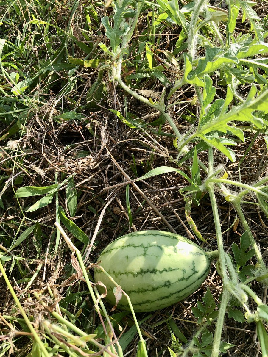 leopyon2525farm's tweet photo. 明日から1週間程度怒涛の採用面接👩‍🌾

来週は障害者さんだけ

来年僕の今の農地を託したい🐶🐰

良い出会いがありますように🍀

#障害者雇用 #福岡 #北九州 https://t.co/SuGxT8W7eC