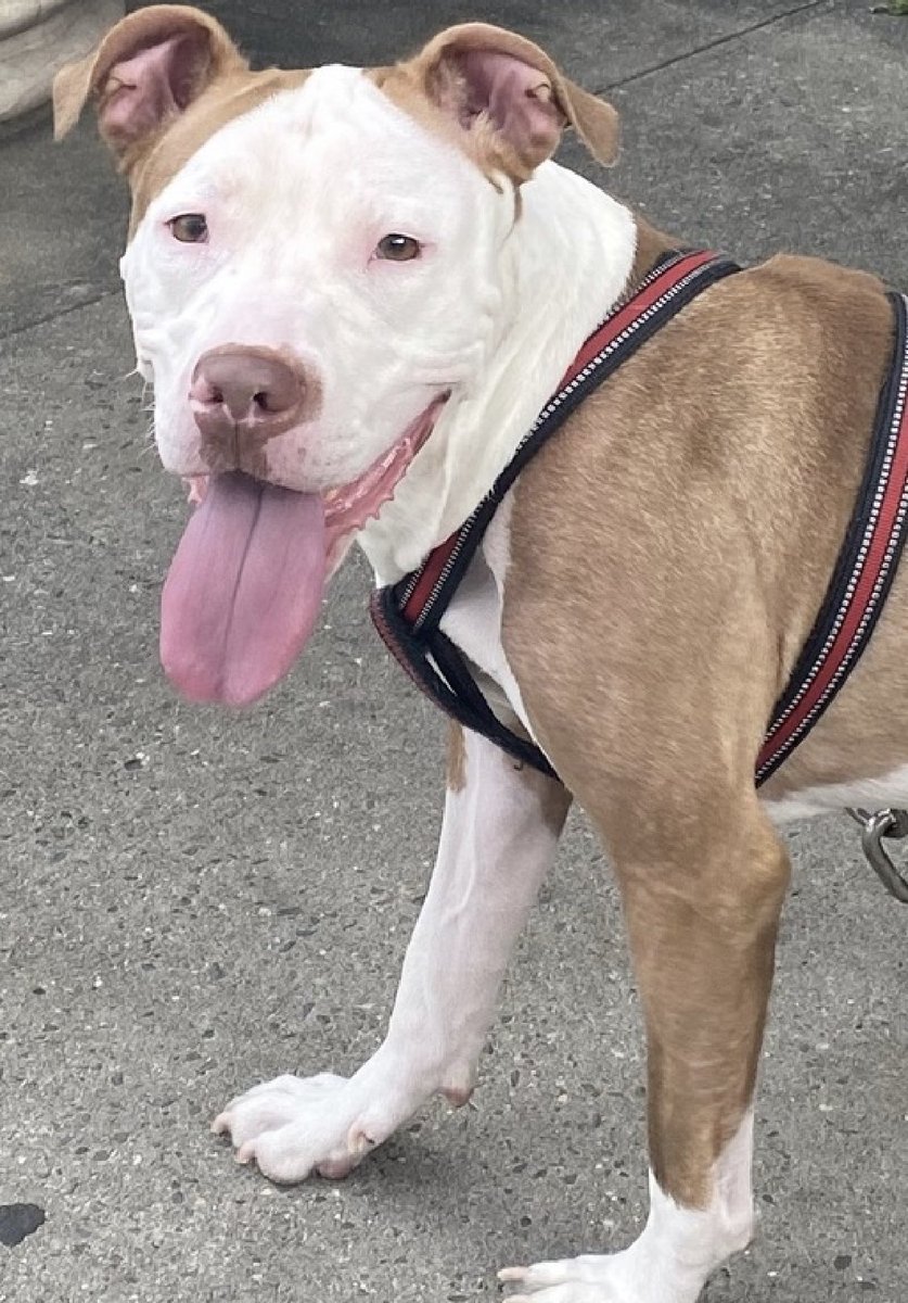 Poor Chloe 180453, at just 2 years old is looking for her third home - abandoned initially and dumped with a friend, she’s now in NYCACC for housing. TBK Thursday, a social and affectionate girl who loves belly rubs and cuddles, she now fights for her life with an enormous list