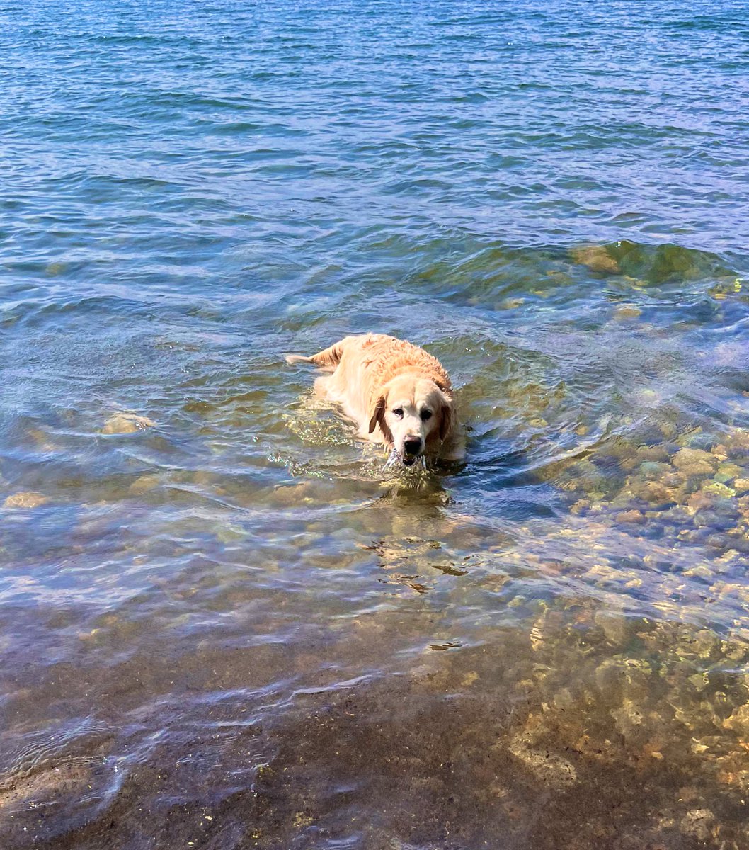 Swimming #goldenretrievers