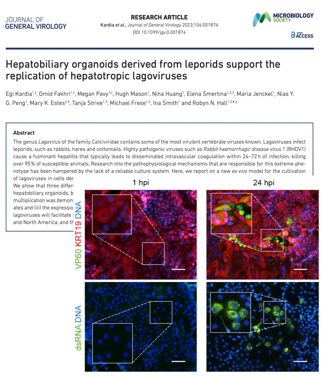 Did you know some viruses are really difficult to study because they don't grow outside of their host? Solution: 3-dimensional rabbit livers-in-a-dish to study rabbit caliciviruses! Check out this recent work led by our consultant <a href="/Virologica/">Robyn Hall</a> in her past role at <a href="/CSIRO/">CSIRO</a>