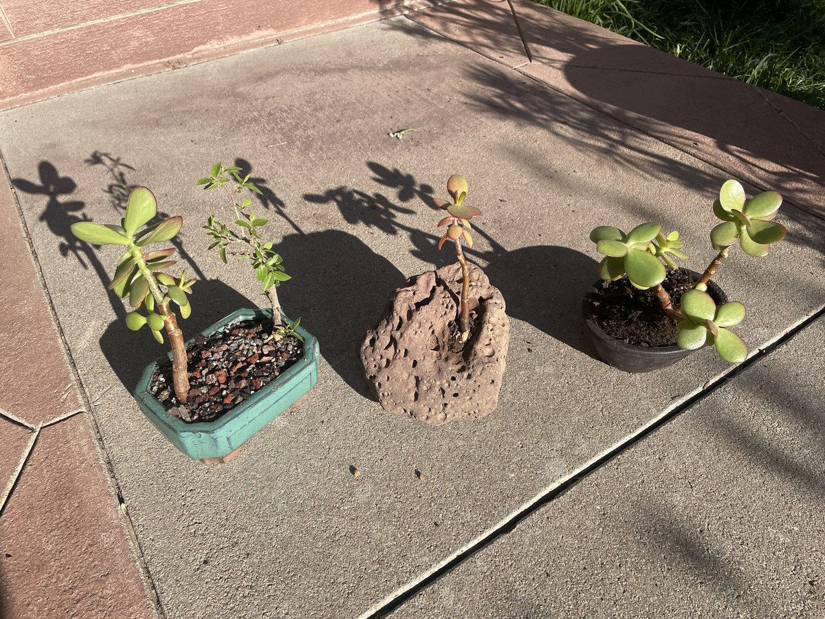 IsaiahJanzen's tweet photo. Bonsai pictures from today! I replanted the jade today, a little nervous about the rock. https://t.co/TsUeVzApNK