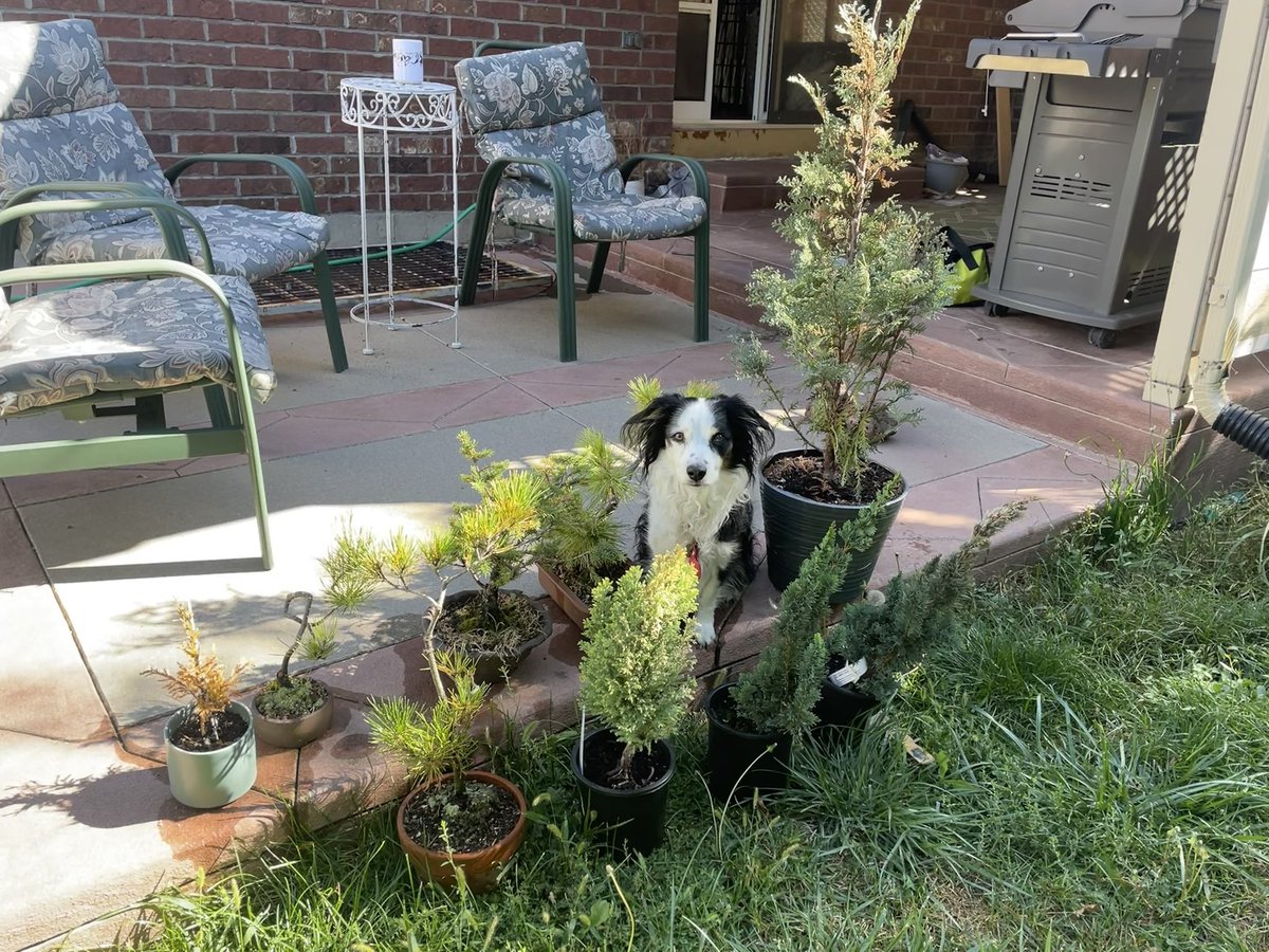 IsaiahJanzen's tweet photo. Bonsai pictures from today! I replanted the jade today, a little nervous about the rock. https://t.co/TsUeVzApNK