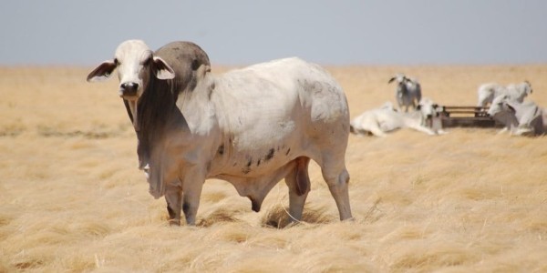 Beef Central tweet media