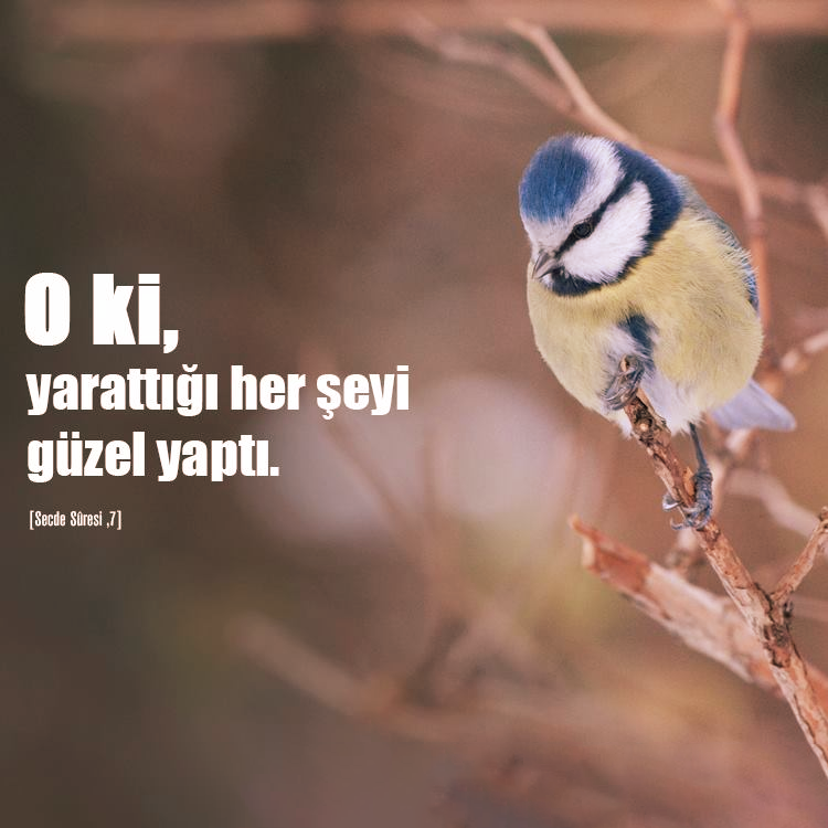 duagunu's tweet photo. O ki, yarattığı her şeyi güzel yaptı...

| Secde Sûresi ,7 | https://t.co/1GdlXo7R3E