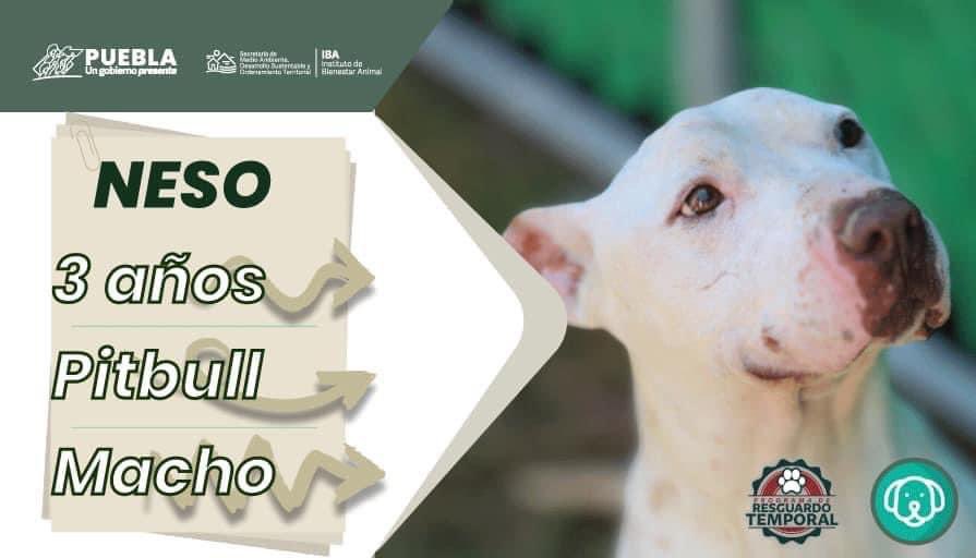 Instituto de Bienestar Animal PUE tweet media