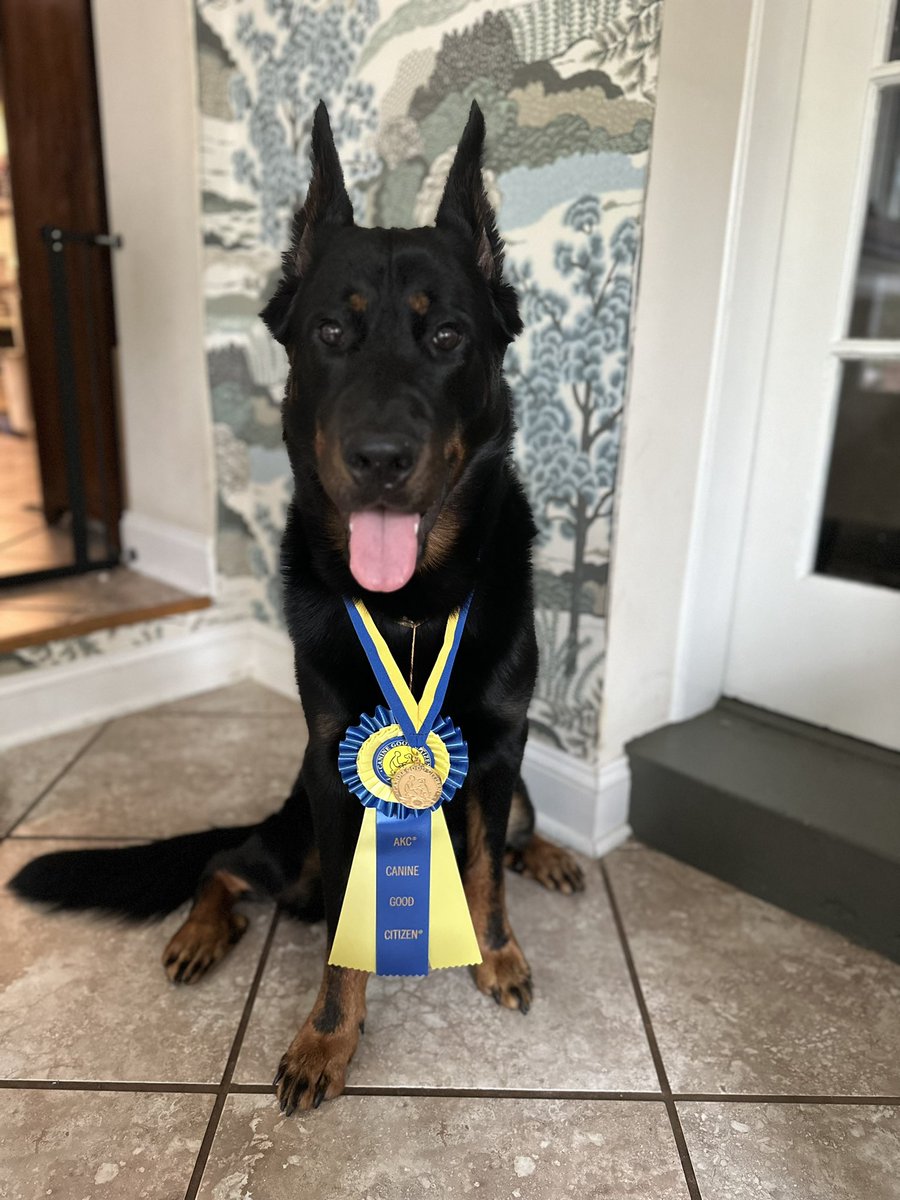 This Very Good Boy passed his Canine Good Citizenship test. So proud! 💕