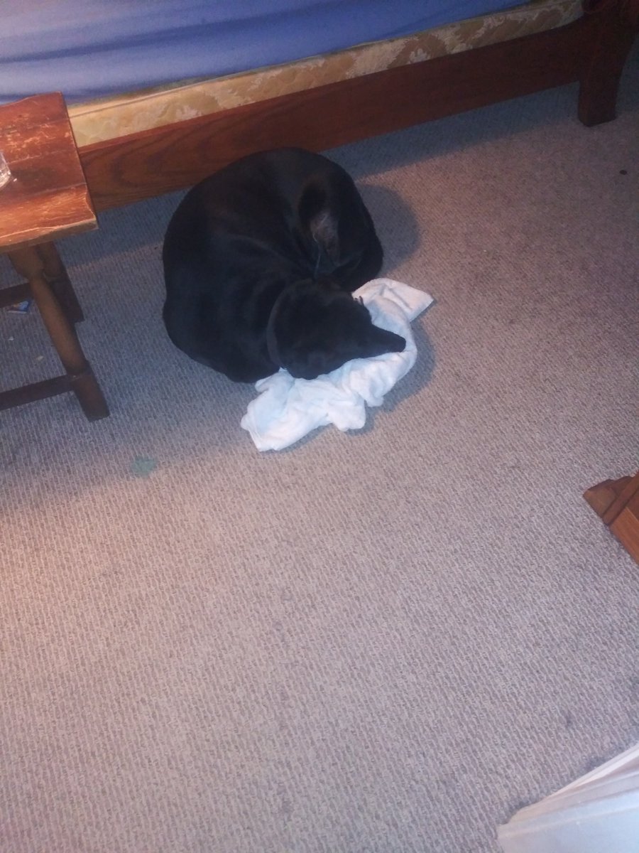 GreatestPyrene1's tweet photo. The bed is right there : ) ♥ #labrador #lab_pack #dogsoftwitter #sleep #memories #tweetsofdogs #animalsvideoss #456_lovely_pets #SU2C #kevin_nealon #AdamSandler #dogoftheday #Dalbodog #bestfriends #Trey_Parker #SouthPark #CasaBonita https://t.co/OE0lWtsI93 https://t.co/Jin6Wb8cgr