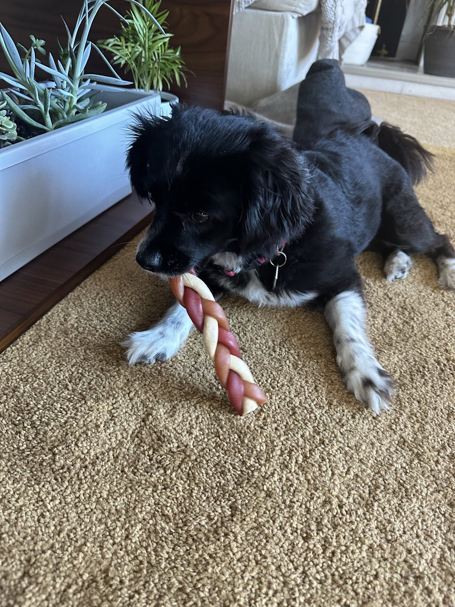 Candice Nguyen tweet media