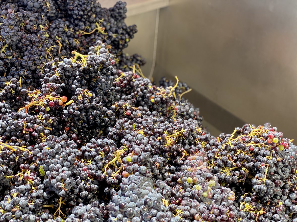 RidgeVineyards's tweet photo. #Harvest2023 is fast approaching!

Let's look at the Evangelho #Vineyard, the site of some of the first grapes expected to come in for Ridge Vineyards.

Stay tuned for grapes coming later this week! 🤞 🍇
#grapes #zinfandel #carignane #californiawine https://t.co/rZdHjwVVRW