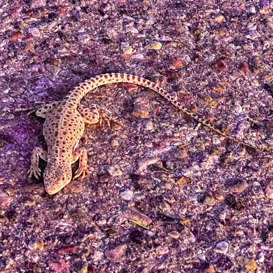 thomasgpetersen's tweet photo. #theimginfo #computervision #letsgetwordy
— https://t.co/w4ib1MT8Ul —
#Reptile #Lizard #ScaledReptile #TerrestrialAnimal #TerrestrialPlant #Tail #Soil #ElectricBlue #Amphibian #WallLizard #Gecko #Whiptail 

— #MyStuff —
#ipulledoverforthis #shotoniphone 
Good thing I https://t.co/Vl6BJyaBF8
