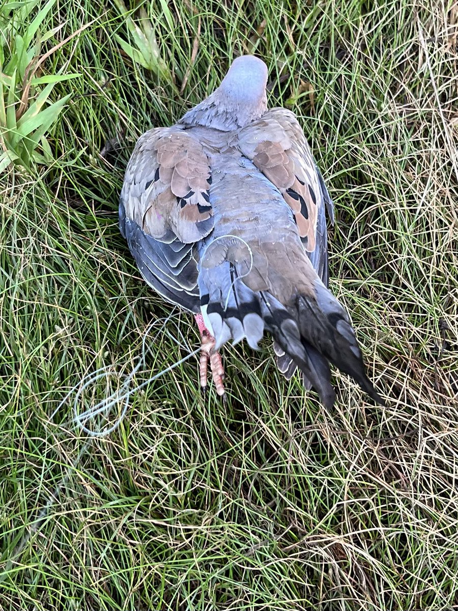 RLThatcher's tweet image. So I was fishing tonight when I flushed a covey of doves; the last one surprised me when it fluttered and dropped in the River!  Snarled in mono! I pulled him back on shore and got most of the line cut away - Before he flew away unscathed :)  Worth keeping nature clean!  🙏