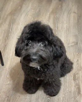 KAYVEE IS MISSING IN THE BRONX: Last seen at Jerome Ave. and Gunhill Rd. She's 15 pounds and chipped: 
985141005580036. If you've seen or found her please call 888-466-3242 and PLEASE RT KAYVEE!