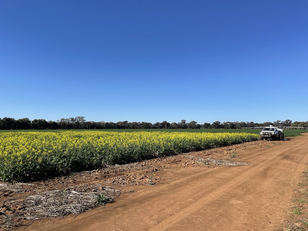 Keen to show off our #RiskWise Nitrogen site at the <a href="/Farm_Link/">FarmLink Research</a> Open Day Friday 8th Sept. We can start to see how does a decile 2 (low risk) compare to a decile 7 (high risk) or is N banking a better approach. Come and share your own ideas as well! <a href="/theGRDC/">GRDC</a>